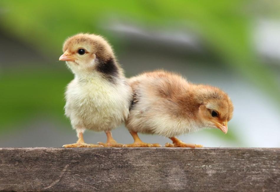 Chick Rearing