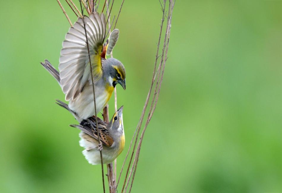 Cloacal Kiss