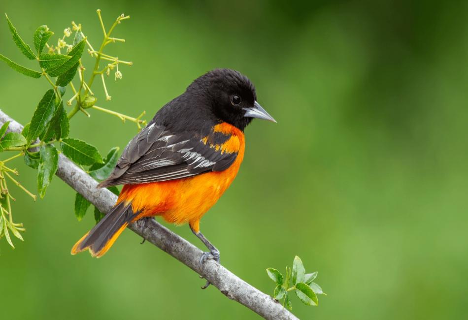 Conservation and Threats to Orange Birds