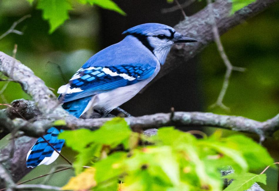 Cultural and Folklore Symbolism of the Blue Jay
