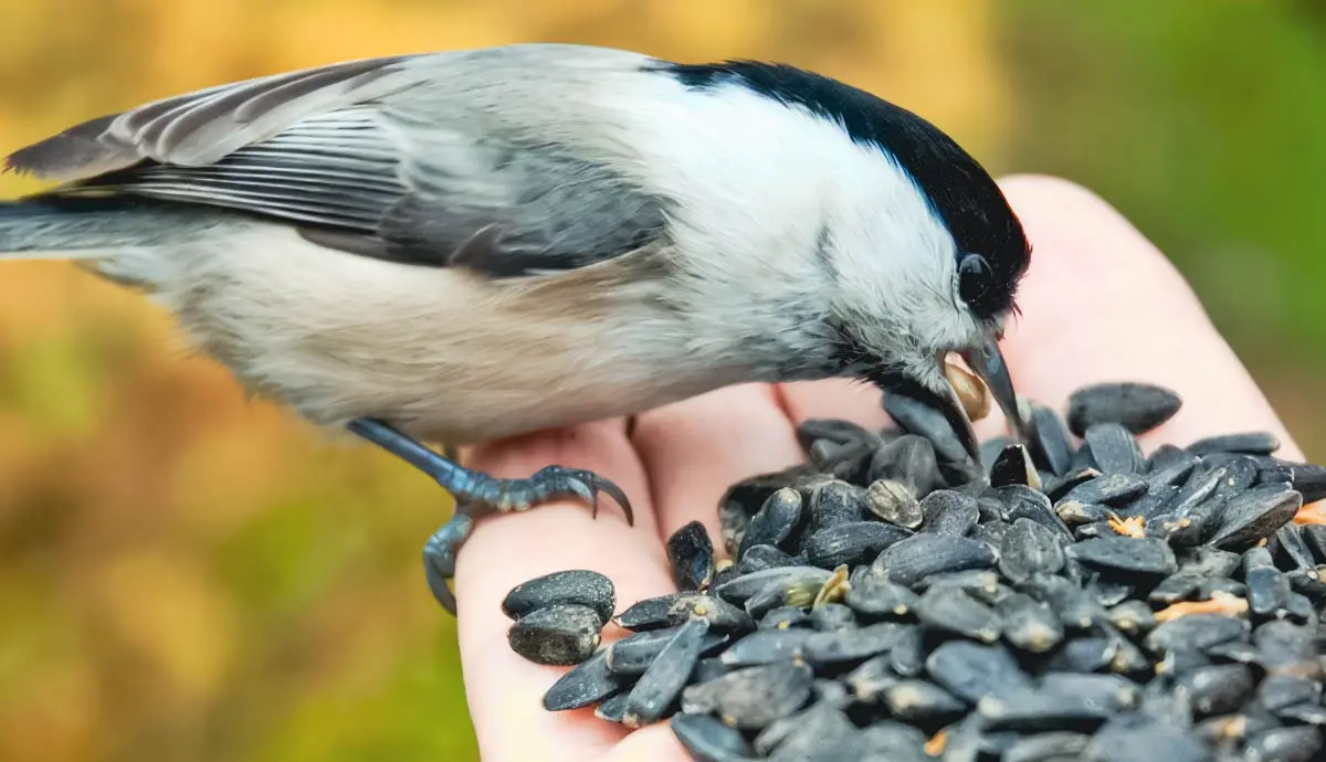 Diet and Feeding