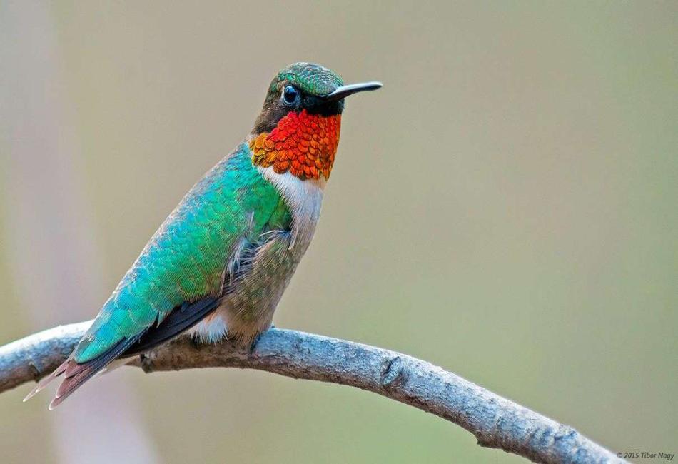 Do Hummingbirds Migrate
