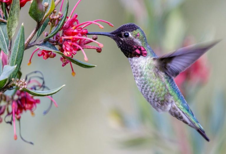 Do Hummingbirds Migrate? A Most Interesting Glimpse into Their Amazing Journey
