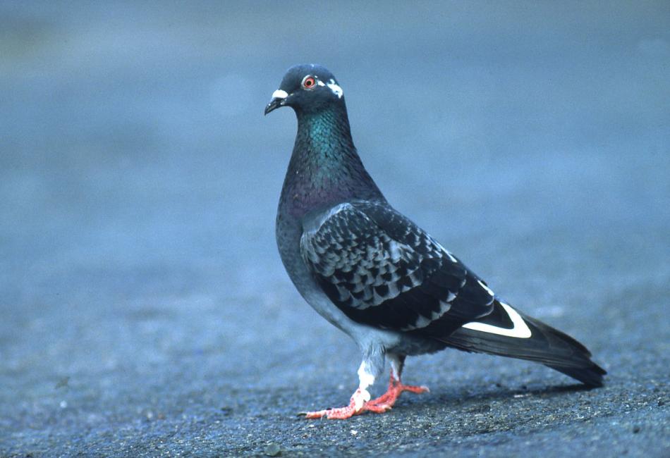 Dove Bird Habitat and Distribution