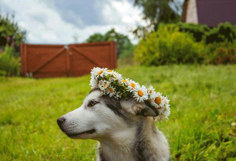 Eco-Friendly Pet Care: Reducing Your Pets’ Environmental Paw Print