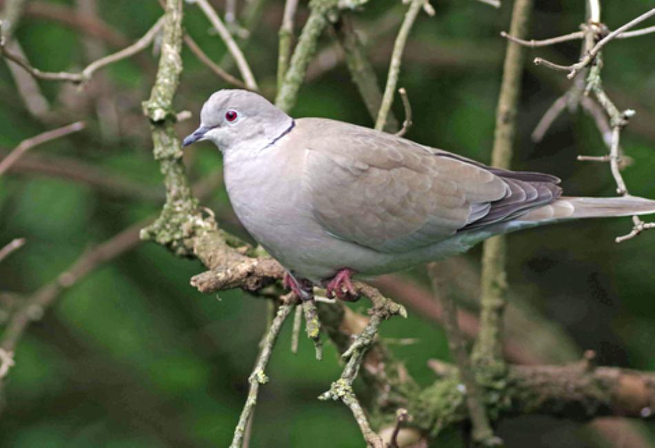 Environmental Impact of the Collared Dove