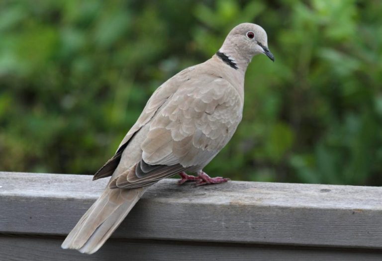 Eurasian Collared Dove: A Global Success Story of Adaptation and Expansion