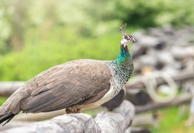 Female Peacock: The Unsung Beauty of the Peafowl World