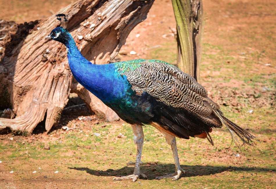 Female Peacock