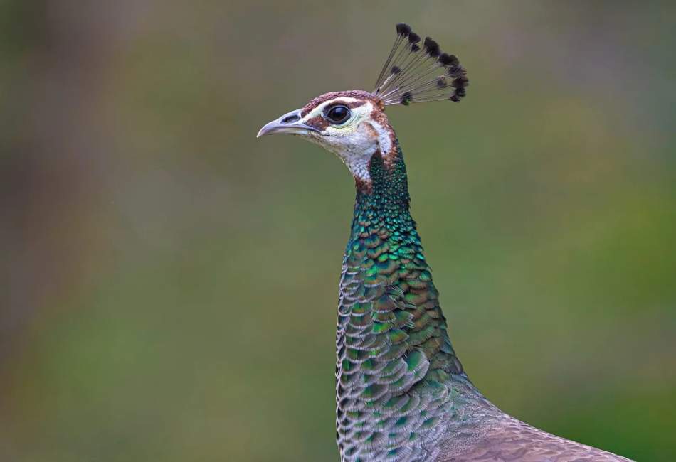 Female Peacock