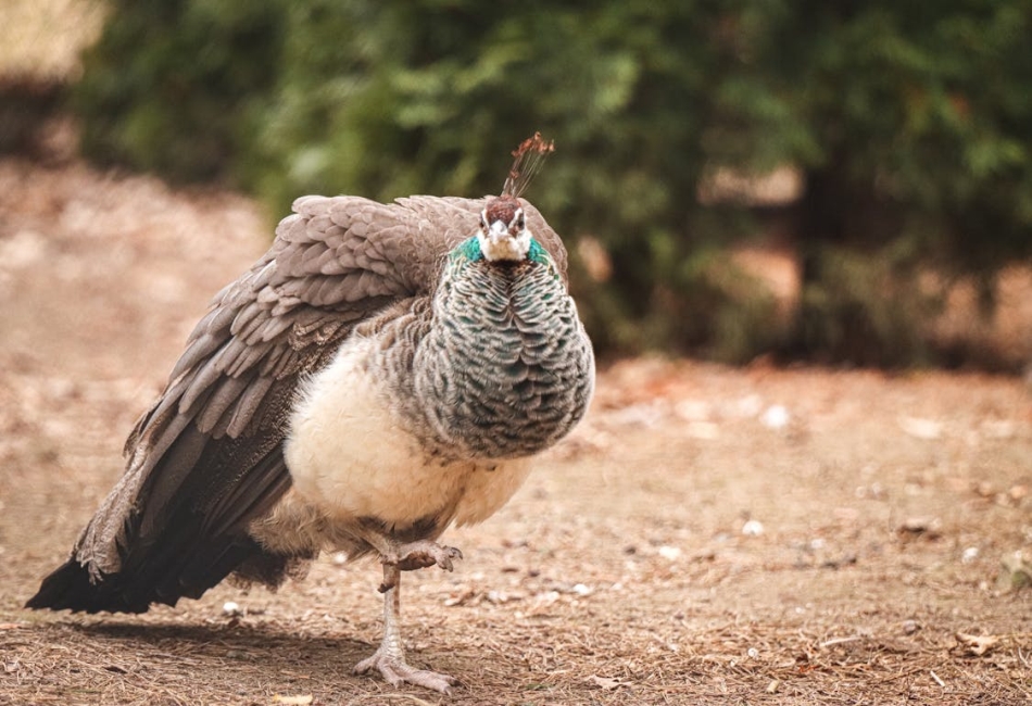 Female Peacock