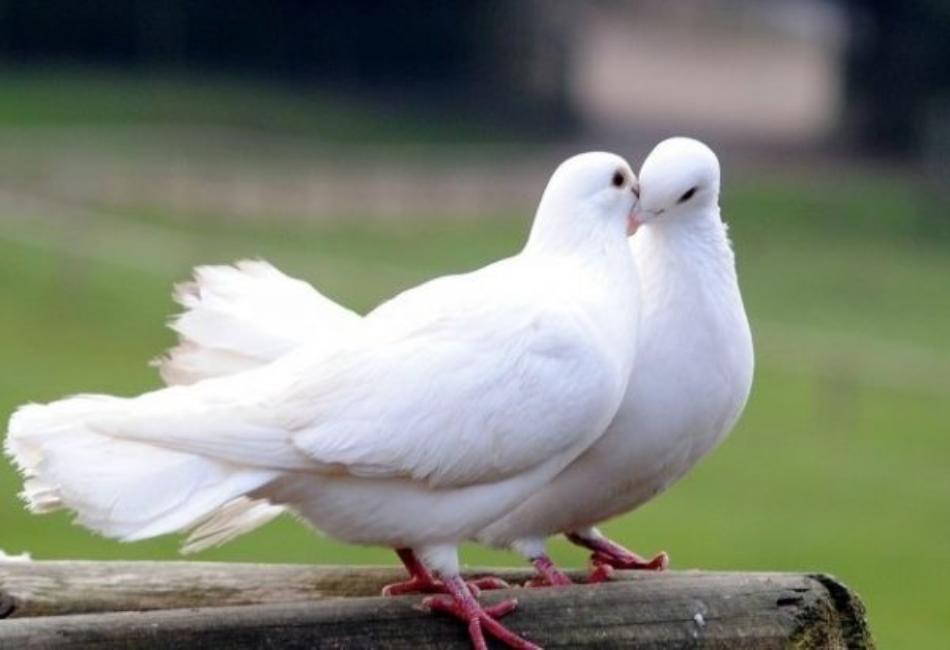 Fun Facts About Dove Birds