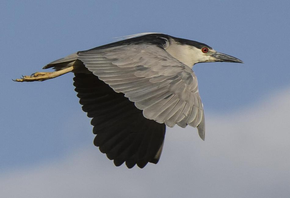 Get to Know the Night Heron: An Overview