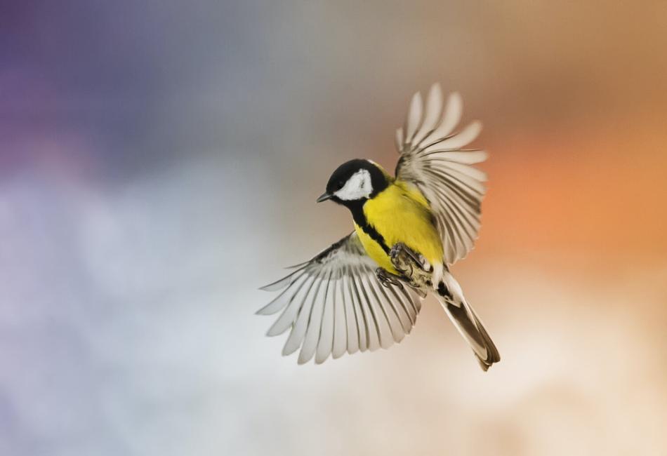 Great Tit Breeding and Nesting