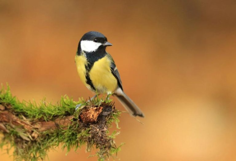 Great Tits: A Revealing Look Into The Life Of One Of Nature’s Most Resplendent Birds