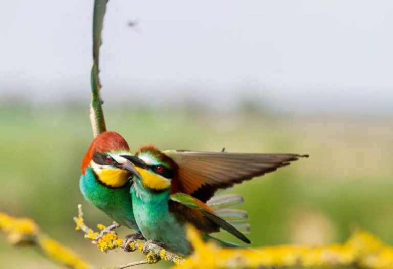 How Do Birds Mate? The Intriguing Reproduction Behaviour of Birds