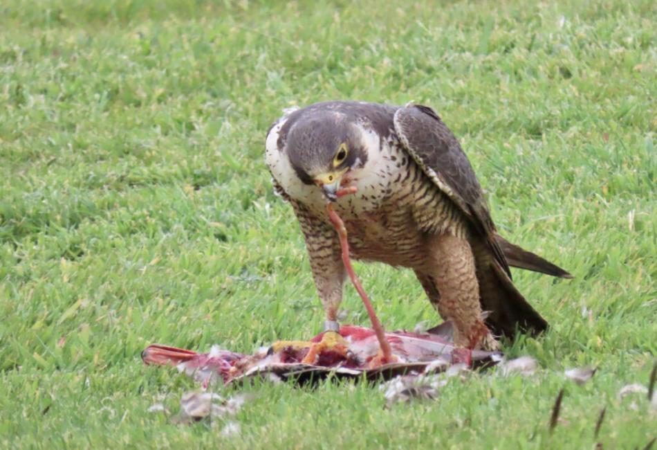 How Do Hawks Hunt Their Food