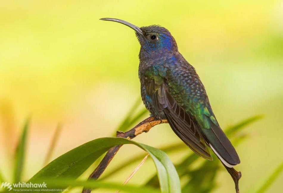 How Far Do Hummingbirds Migrate?