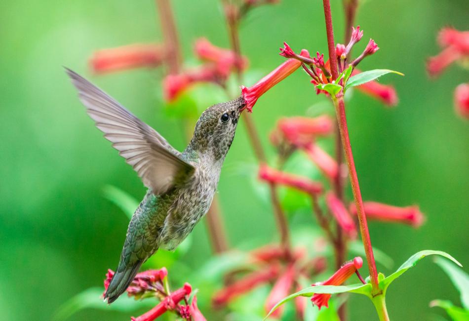 How to Help Migrating Hummingbirds