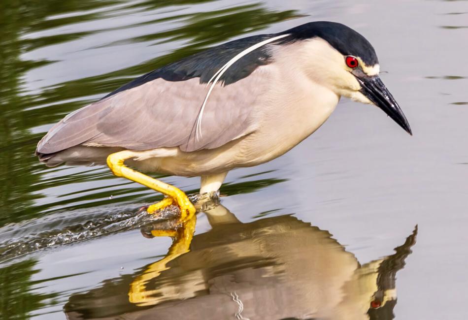 How to Spot a Black Crowned Night Heron