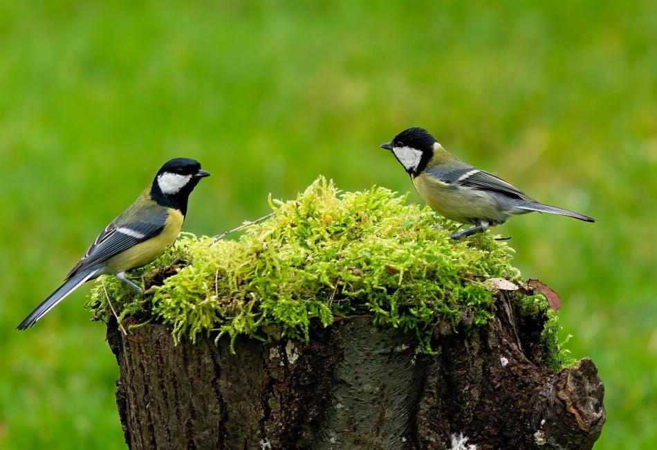 Introduction to Great Tits