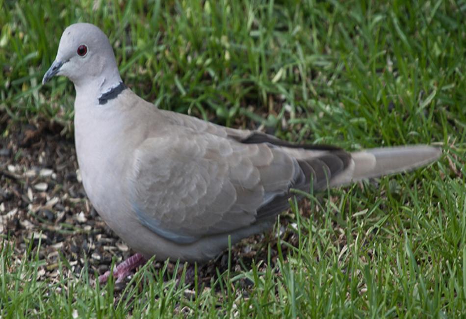 Meet the Eurasian Collared Dove