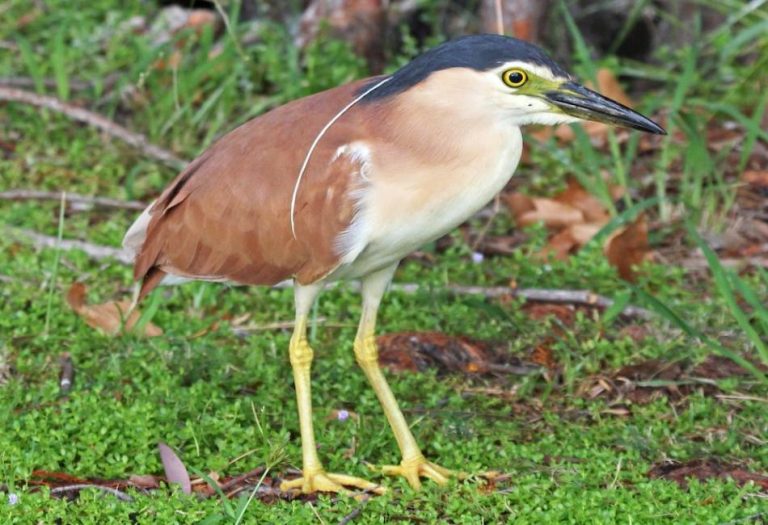 Night Heron: The Mysterious Guardian of the Marshes