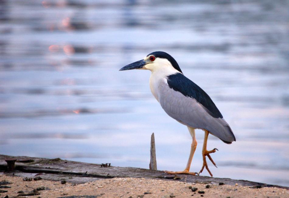 Night Herons in the Ecosystem