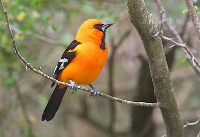 Orange Bird: Discover the Bright World of Orange Birds in Nature
