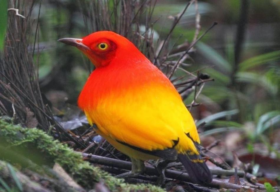 Orange Bird of Paradise