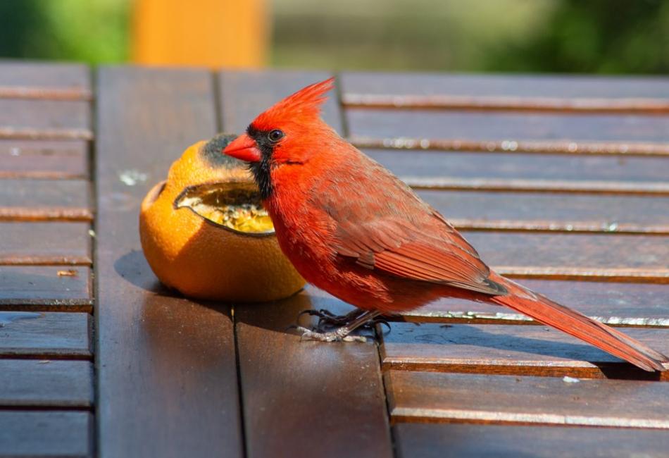 Red Birds and Backyard Birding