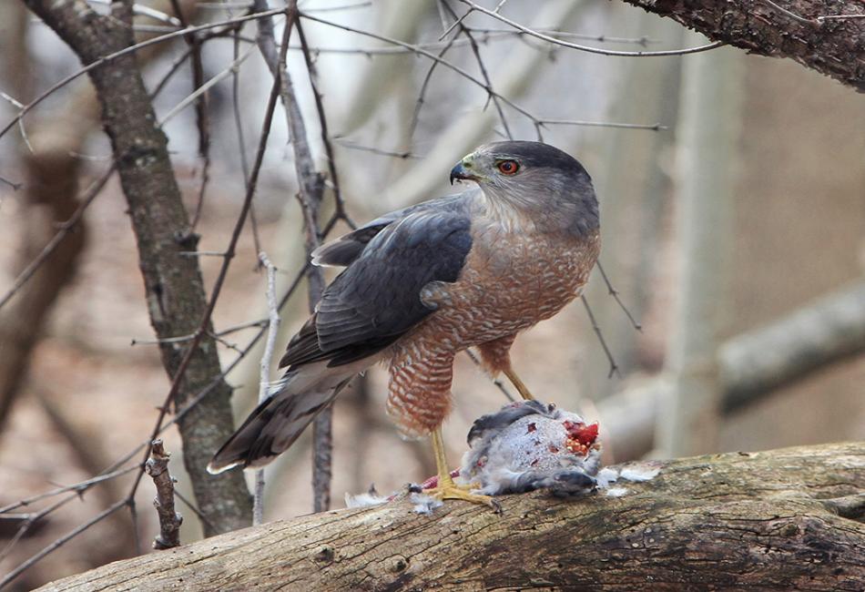 Should You Feed Hawks