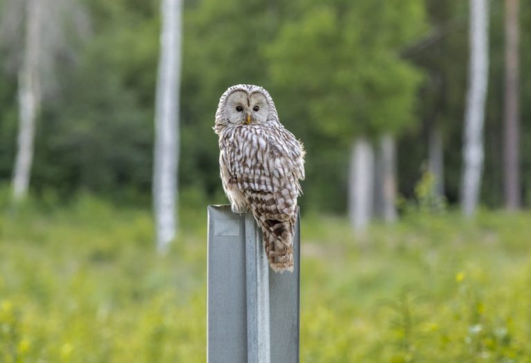Simple Outdoor Activities with Birds That Support Senior Brain Health
