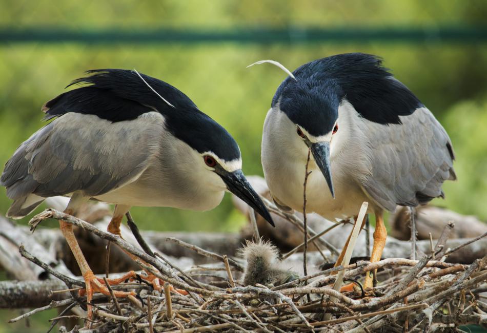 Species of Night Herons