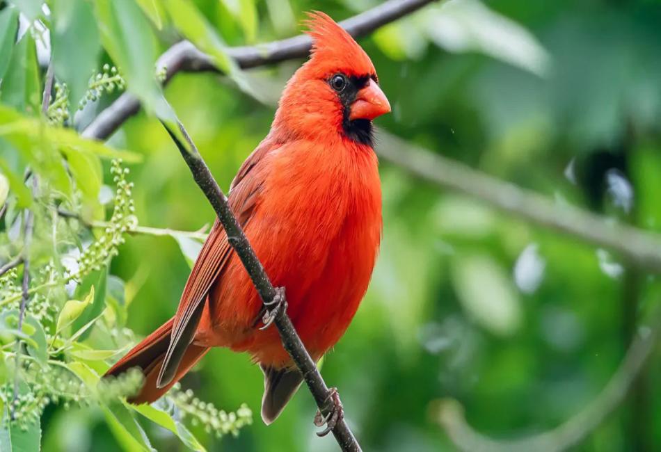 The Wonders Of Bird Watching: Fascination With Red Birds