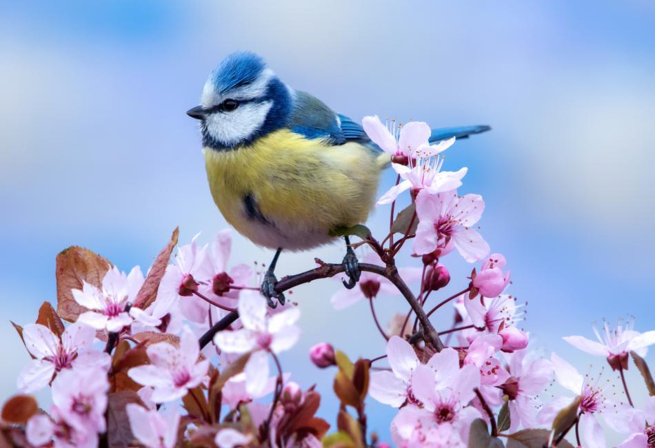 Watching Great Tits Strip in the Wild
