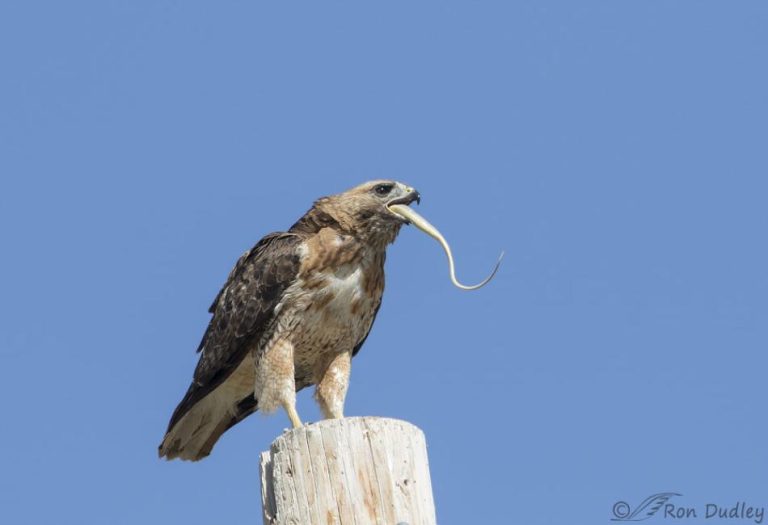 What Do Hawks Eat? A Look at the Diet of These Aerial Hunters