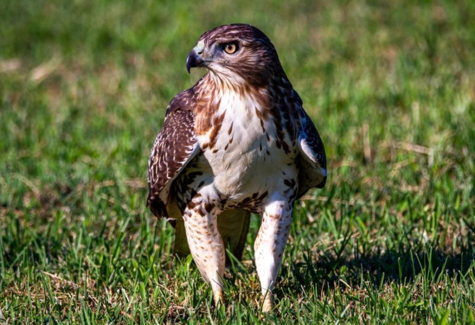 What Do Hawks Eat in the Wild