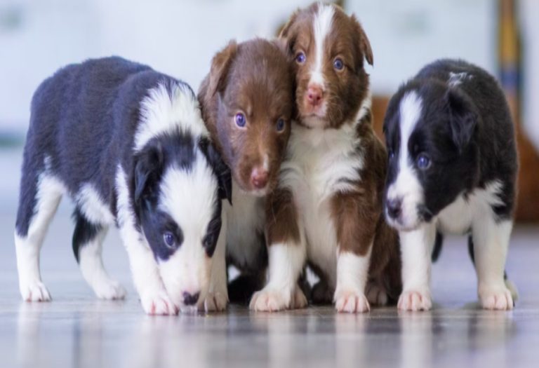 What Every Future Dog Owner Should Know About Dog Breeding