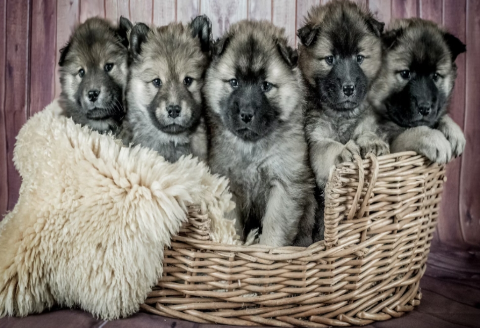 Dog Breeding
