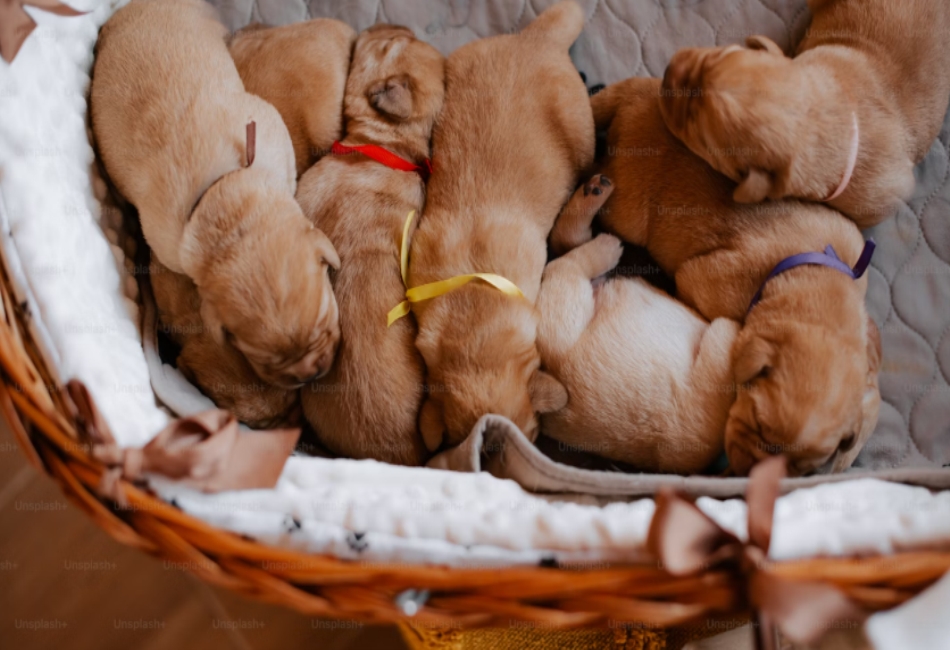 Dog Breeding