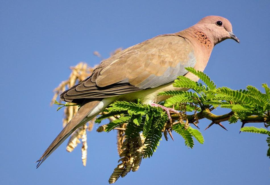 What Is a Dove Bird