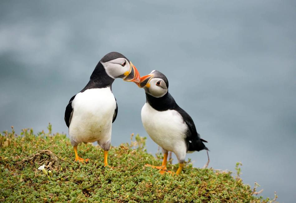 What is Mating in Birds