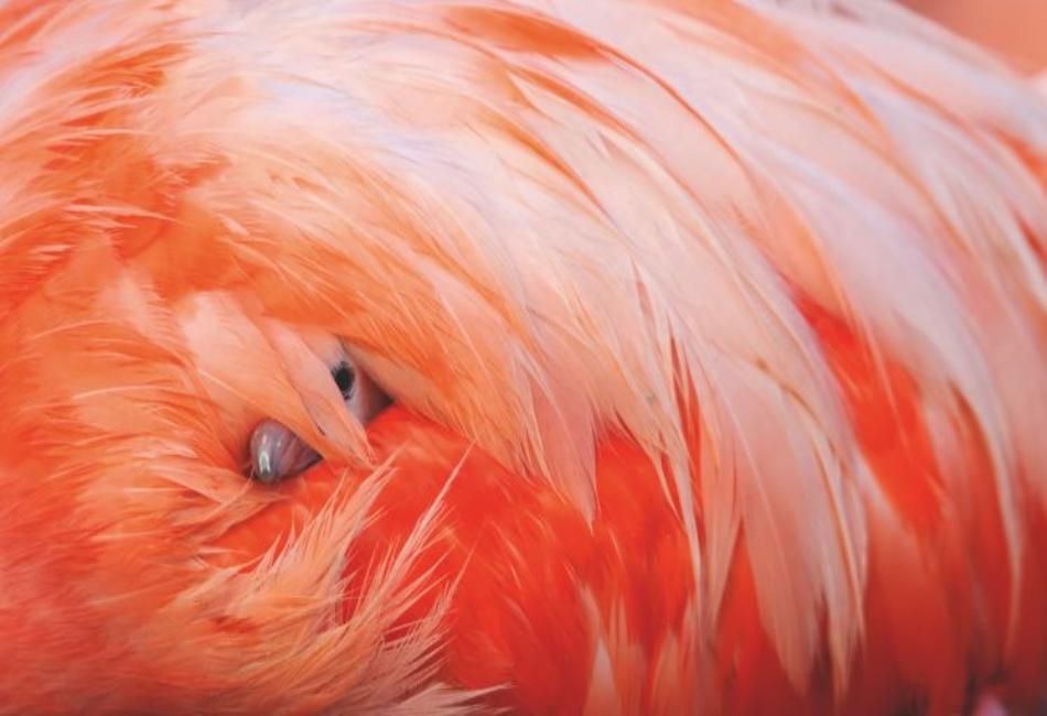 Why Evolution Favors Orange Feathers