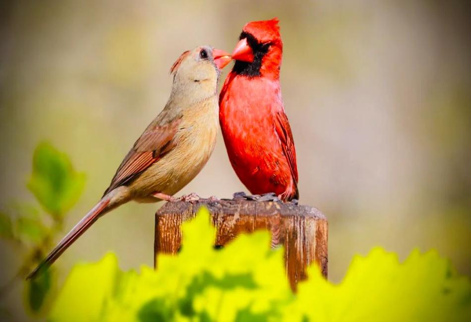 Why Is It Important To Know How Birds Mate?