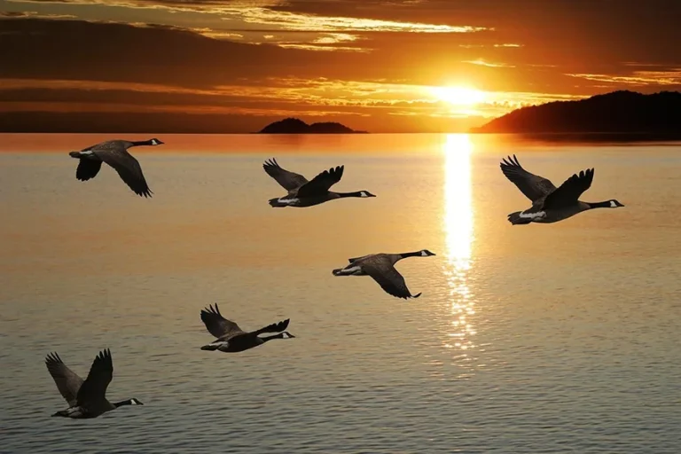From Flocks to Finance: What Birds Can Teach Us About Smart Business Strategy