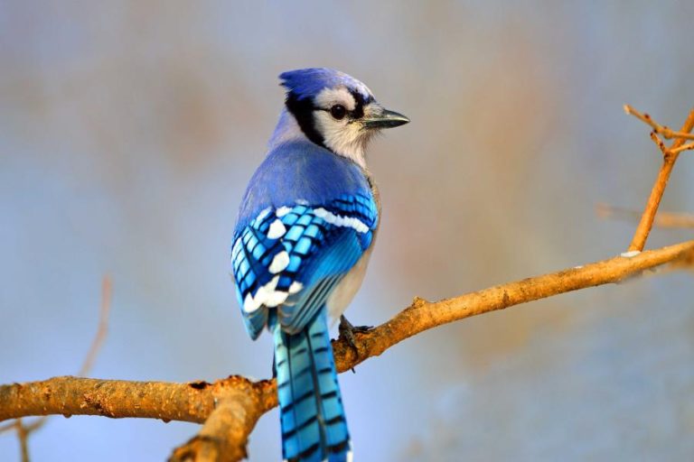 Interesting Facts About Wild Birds and Their Behavior