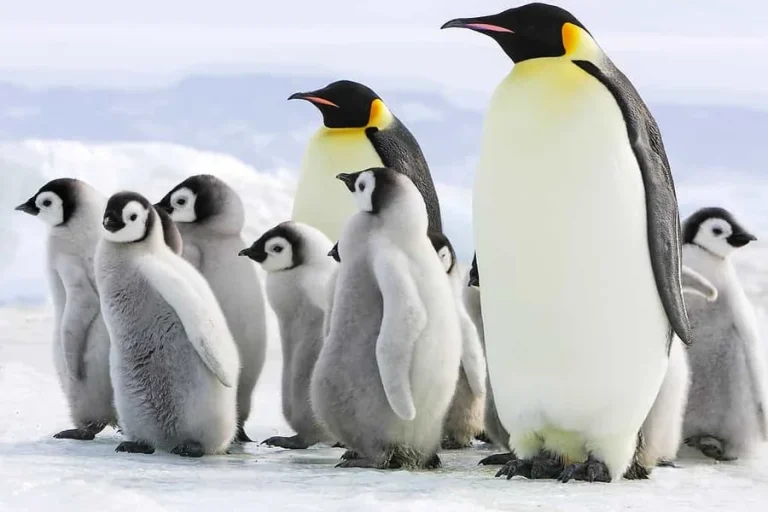 How Birds Survive in Extreme Environments